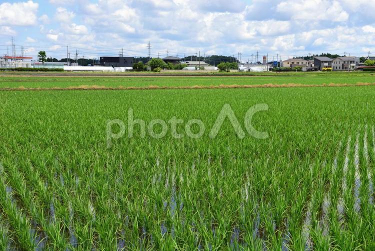 田んぼの風景 田んぼ,苗,田植えの写真素材