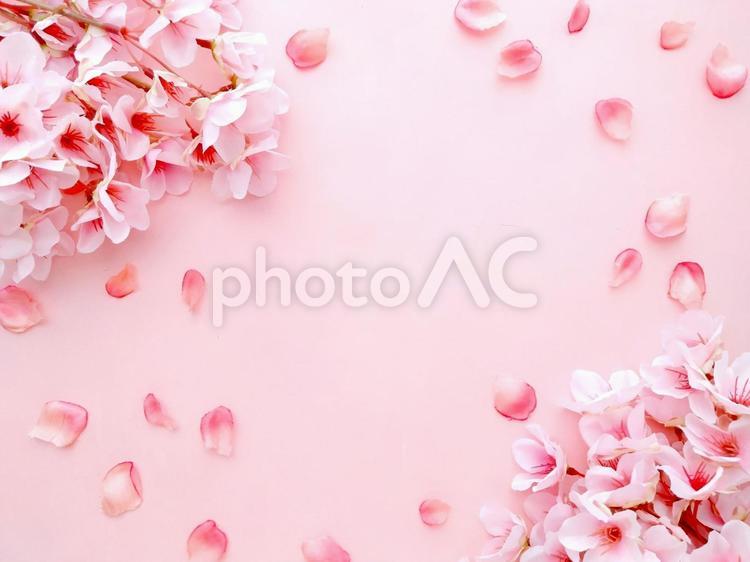 桜のフレーム 桜,桜の花びら,リボンの写真素材