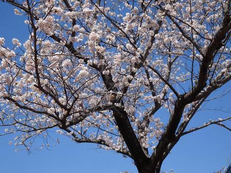 Photo, april, cherry blossoms, petal, 
