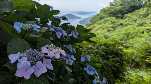 Hydrangeas of Mt. Shiude 4, JPG Hydrangeas of Mt. Shiude 4, JPG