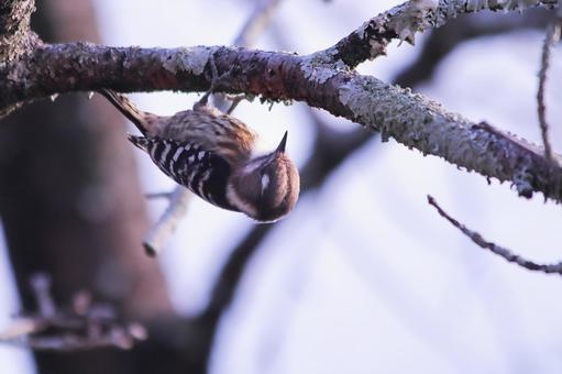 木の枝に止まるコゲラ 木の枝に止まるコゲラ 鳥,コゲラ,自然の写真素材