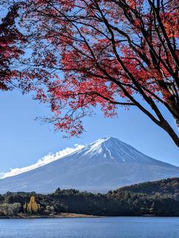 ドライブコースから見る河口湖の秋 富士山,秋,紅葉の写真素材