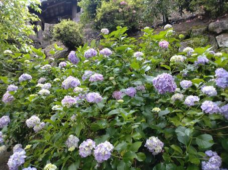 6月の紫陽花 6月の紫陽花 あじさい路,花,草の写真素材