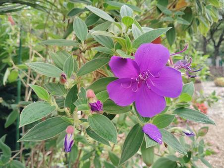 シコンノボタン シコンノボタン 花,咲く,咲いているの写真素材