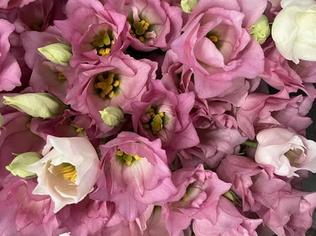 花(トルコキキョウ) 花(トルコキキョウ) 花,アップ,植物の写真素材