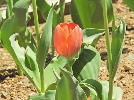 Tulips, JPG