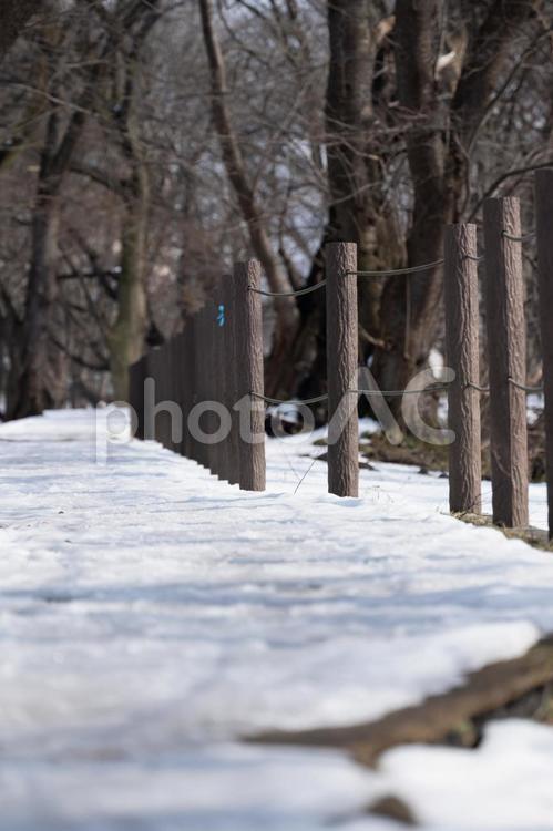 冬の積雪　公園の様子　 公園,様子,歩道の写真素材