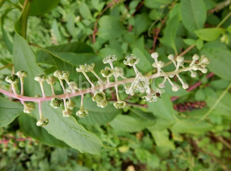 【植物写真】ヨウシュヤマゴボウ ヨウシュヤマゴボウ,洋種山牛蒡,植物の写真素材