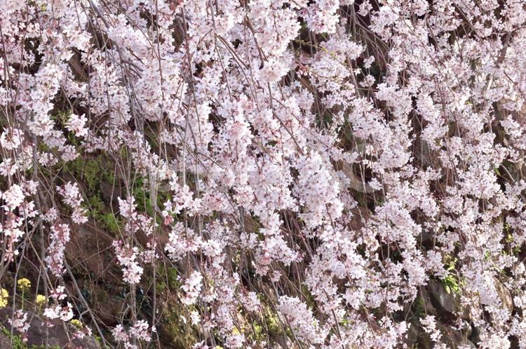 枝垂れ桜 桜,さくら,サクラの写真素材