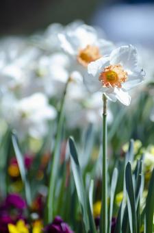 水仙,スイセンの写真