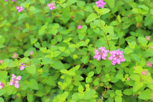 コバノランタナ 紫色の花 コバノランタナ 紫色の花の写真