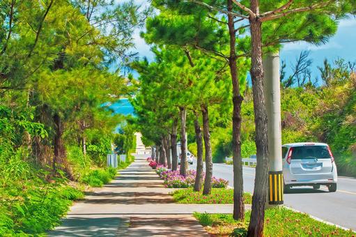 南国らしい緑豊かな並木道、古宇利屋我地線 南国らしい緑豊かな並木道、古宇利屋我地線 沖縄県,名護市,道路の写真素材