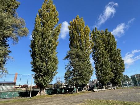 公園のポプラ並木 景色,自然,風景の写真素材