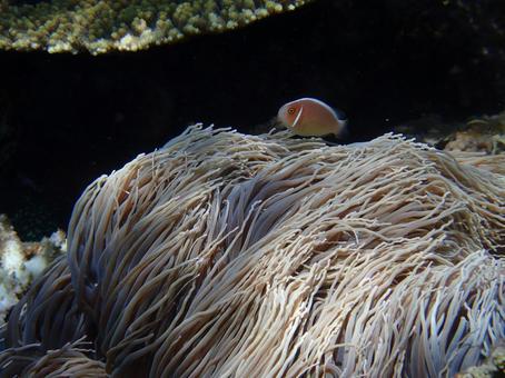ハナビラクマノミ ハナビラクマノミ 海,魚,自然の写真素材