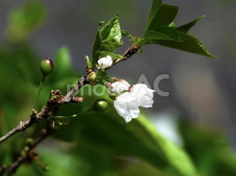 きれいな花と実 植物,花,実の写真素材