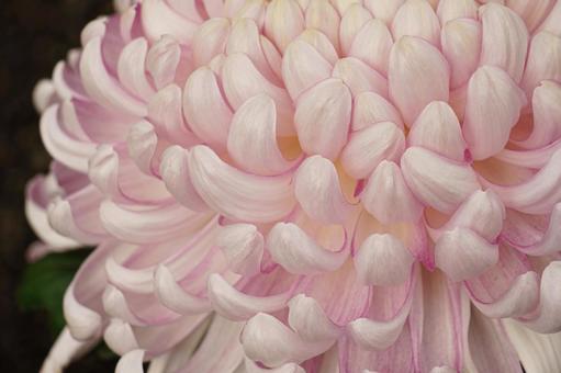 大輪の菊の花弁の写真
