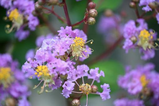 サルスベリの写真