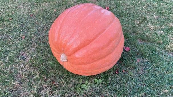 かぼちゃの写真素材　 お化けカボチャ,かぼちゃ,秋の写真素材