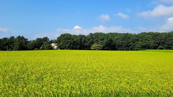 金色に染まりつつある田んぼと青空 金色に染まりつつある田んぼと青空の写真