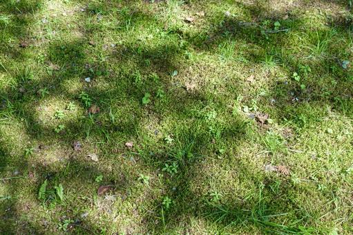 木漏れ日が射す庭 木漏れ日が射す庭 木漏れ日,地面,芝生の写真素材
