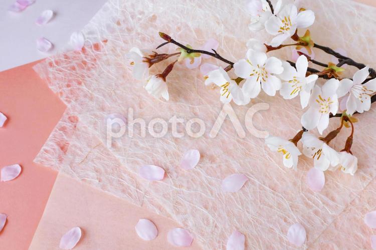 ひと枝の桜と和紙のフレーム さくら,サクラ,桜の写真素材