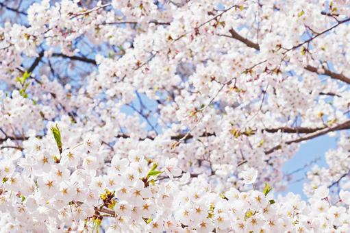 満開の桜 満開の桜の写真