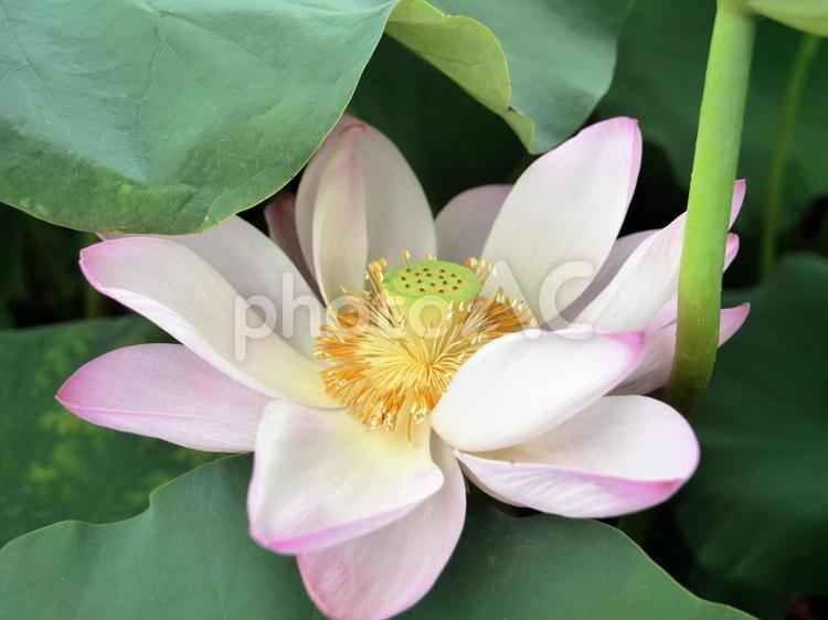 蓮の花　ロータス 蓮の花,蓮,はすの写真素材