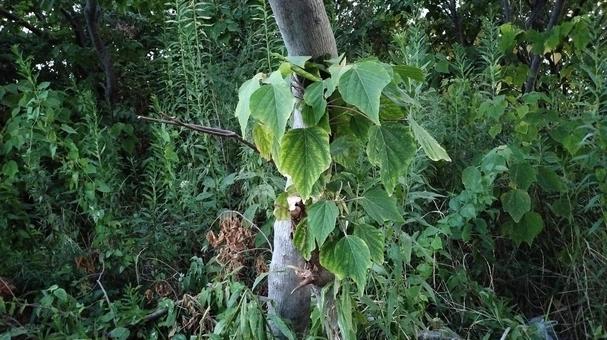 樹木_幹に絡まる草 樹木_幹に絡まる草 昼,緑,樹木の写真素材