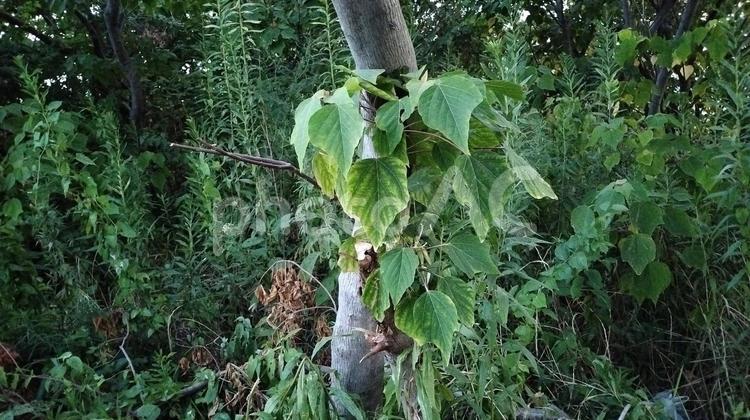 樹木_幹に絡まる草 昼,緑,樹木の写真素材