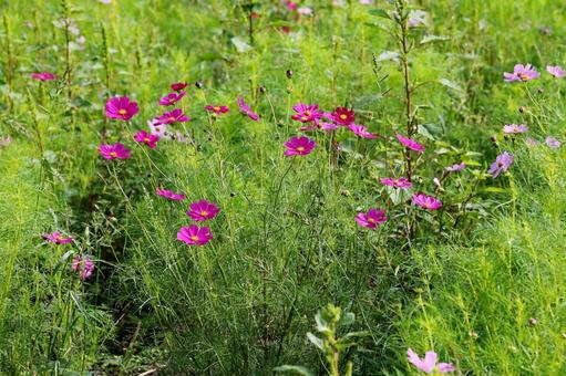 Cosmos on the Plateau 2, JPG