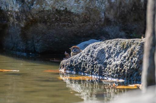 水辺のスズメ 水辺のスズメの写真