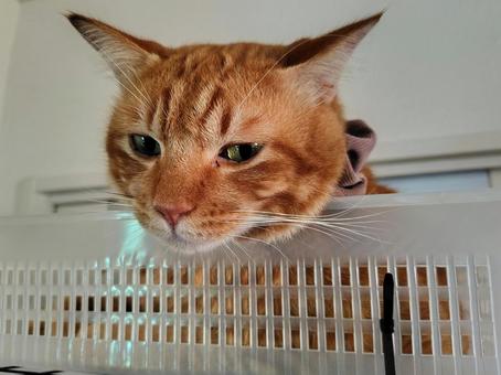ちょっとボーっと ちょっとボーっとの写真