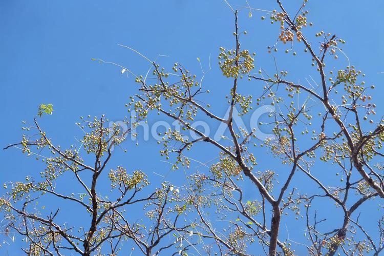 秋の空と黄色い実のなる木 青空,空,秋の写真素材