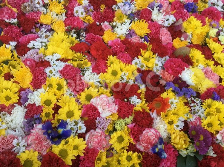 いろとりどりの花 02 花,花の,植物の写真素材