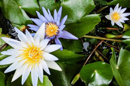 鮮やかな睡蓮の花のクローズアップ 睡蓮,ハス,花の写真素材