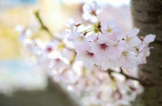 桜の花 桜の花の写真