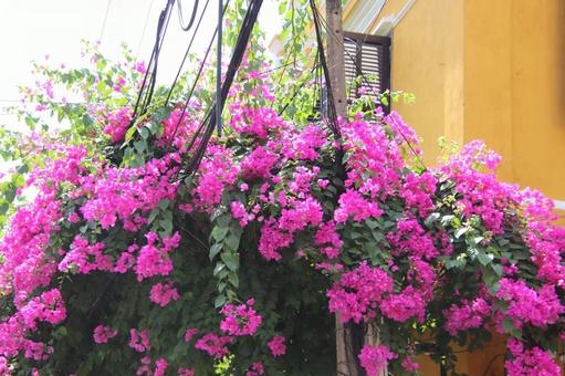 南国の花 花,南国,ハイビスカスの写真素材