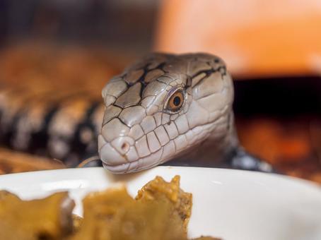 餌を食べるアオジタトカゲのアップ 餌を食べるアオジタトカゲのアップの写真