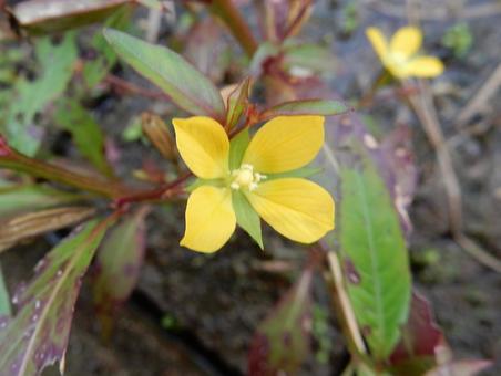 【花の写真】ヒレタゴボウ(鰭田牛蒡) 【花の写真】ヒレタゴボウ(鰭田牛蒡) ヒレタゴボウ,鰭田牛蒡,植物の写真素材