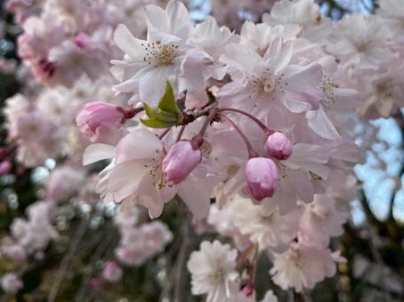 桜 桜の写真
