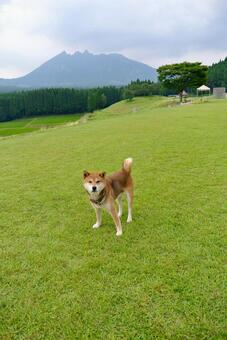 Nekodake and Shiba dog, shiba inu, shiba, shiva, JPG