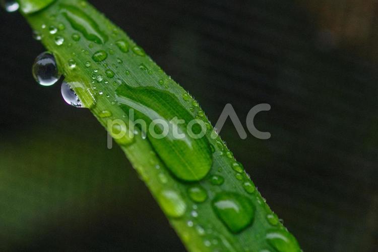 雨の日に葉っぱに水玉ができる 赤坂,東京,雨降りの写真素材