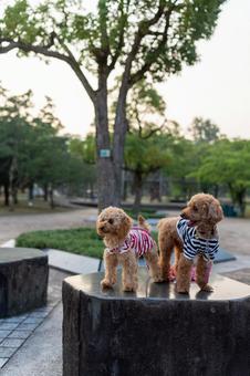 夏の公園で散歩するトイプードル 夏の公園で散歩するトイプードル トイプードル,トイプー,パピーの写真素材
