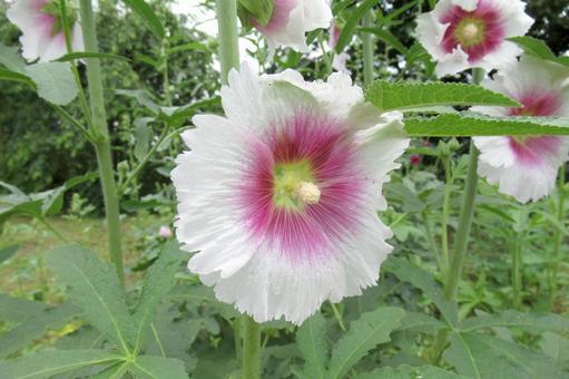 郊外の草むらに咲くタチアオイの花 郊外の草むらに咲くタチアオイの花の写真