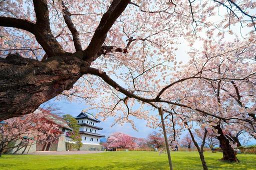 Cherry blossoms at Matsumae Castle, JPG Cherry blossoms at Matsumae Castle, JPG