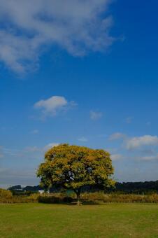 晩秋の江戸川 晩秋,江戸川,小岩菖蒲園の写真素材