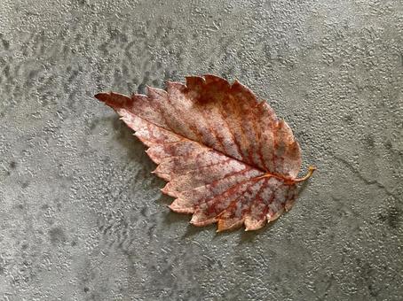 枯れ 落葉,紅葉,桜の葉の写真素材