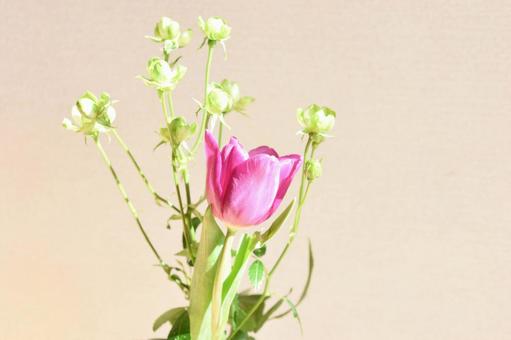 チューリップとエクレールの写真