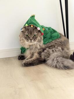 クリスマスコスプレ猫3 クリスマス,コスプレ,猫の写真素材