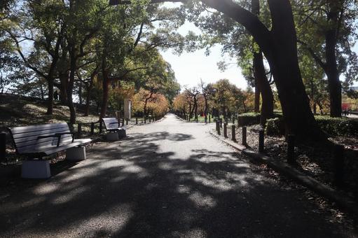 大阪城公園の小道 小道,大阪城公園,木漏れ日の写真素材